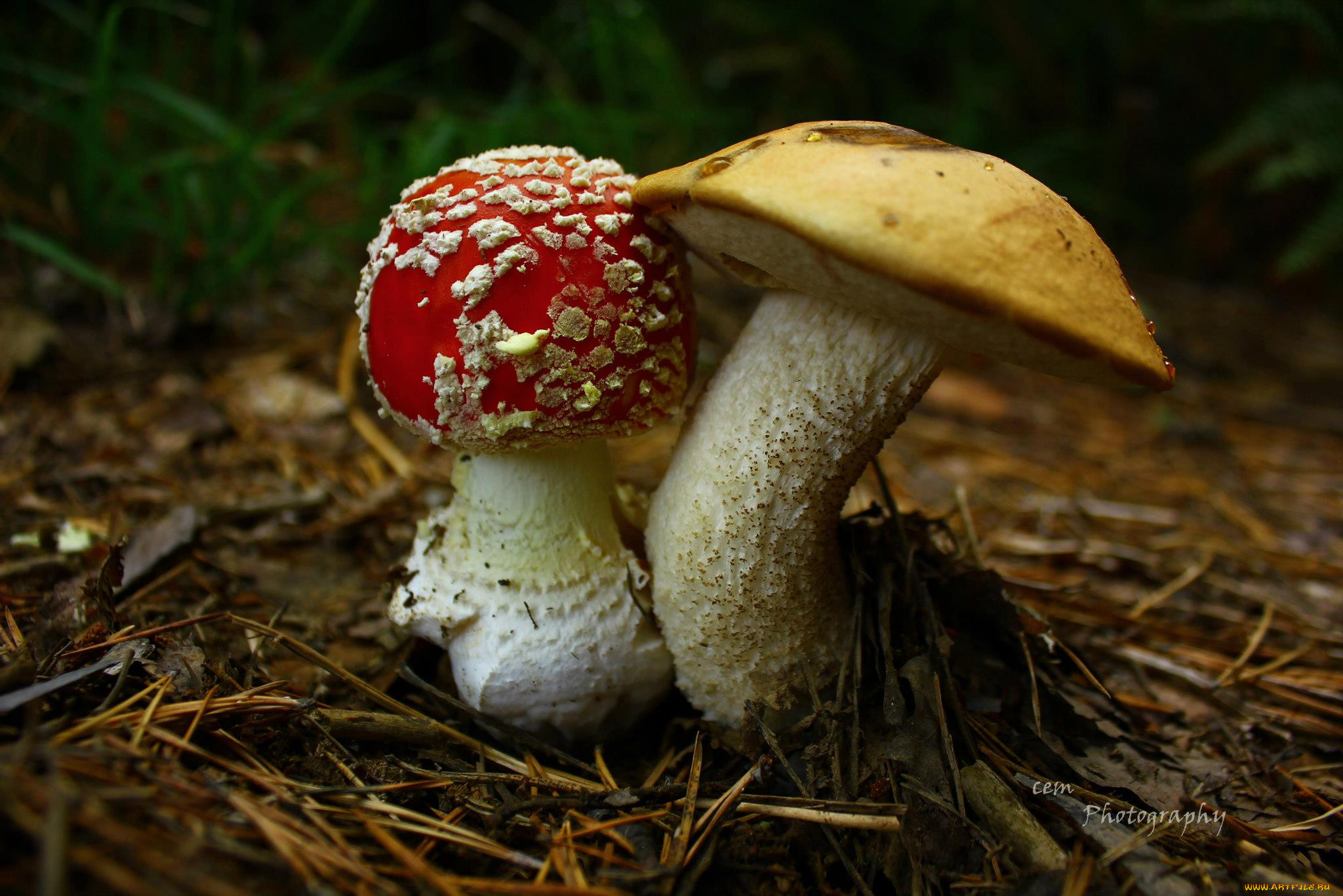 Белый гриб и мкхоморик